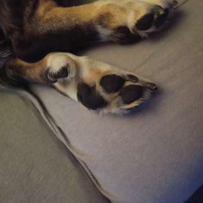 Krallenschere /-zange-Beitrag-Bild