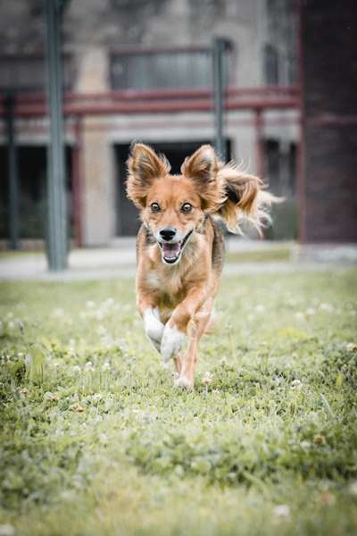 Hundetreffen-Gemeinsames Spazieren-Bild