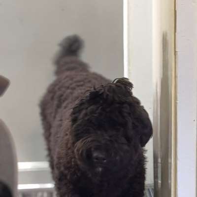 Hundetreffen-Gassirunde-Bild