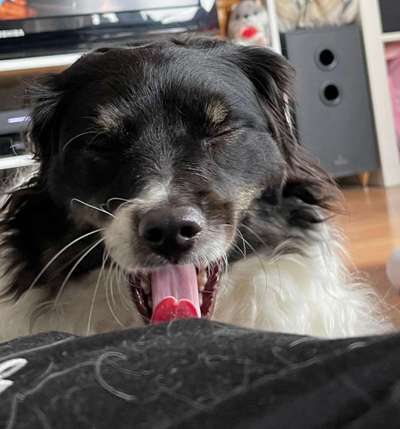 Fotochallenge Nr. 59 - Mein Hund zeigt die Zunge-Beitrag-Bild