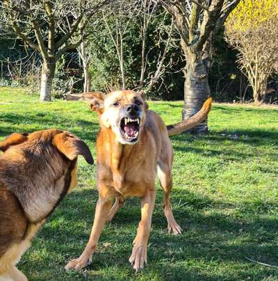 Fotowettbewerb : Hundekommunikation-Beitrag-Bild