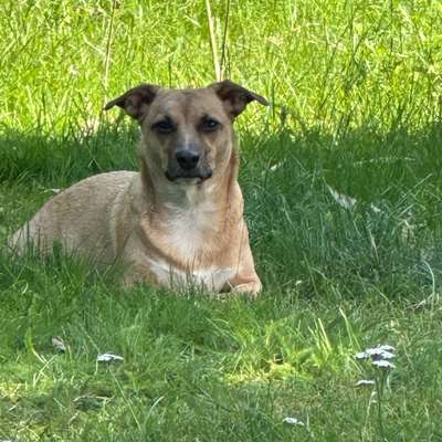 Hundetreffen-Spielrunde aus der Hundewiese Salzbergen