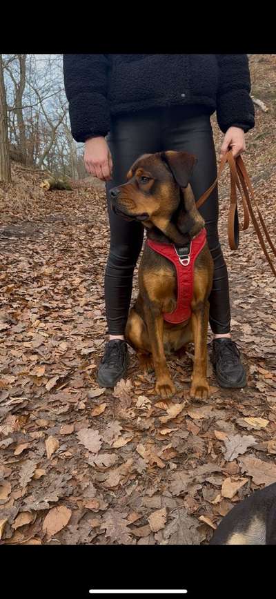 Hundetreffen-Spielstunde-Bild