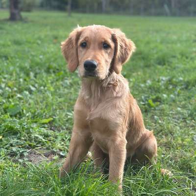 Hundetreffen-Spielstunde Neubrandenburg-Bild