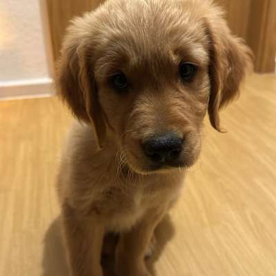 Hundetreffen-Welpenspielstunde Neubrandenburg-Bild