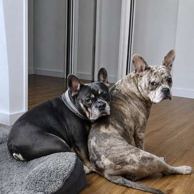 Hundetreffen-Social Walk, Playdate-Bild