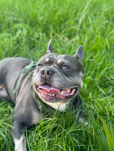 Hundetreffen-Gassi- und Spielrunde-Bild