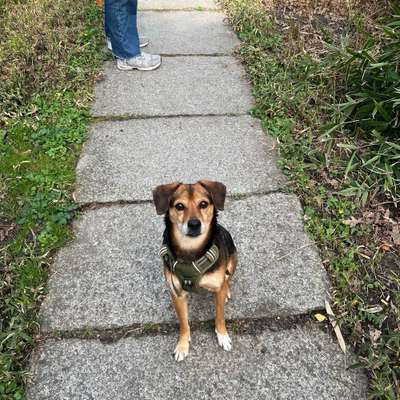 Hundetreffen-Social Walk/Hundetreffen-Bild