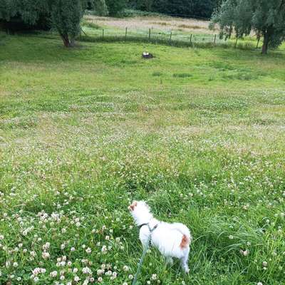 Hundetreffen-Spaziergänge Düsseldorfer Norden-Bild