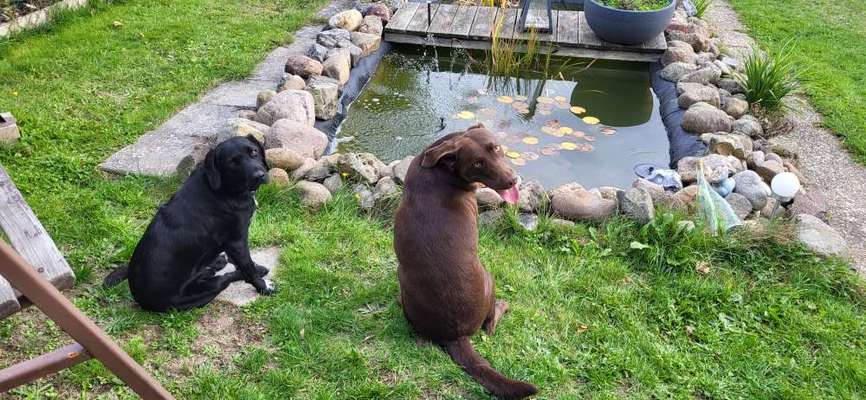 Fotosammlung: ,,Der natürliche Hund" Unbearbeitet, ungestellt und in Natura-Beitrag-Bild