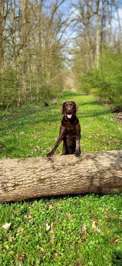 Fotosammlung: ,,Der natürliche Hund" Unbearbeitet, ungestellt und in Natura-Beitrag-Bild