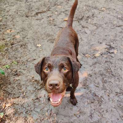 Hundetreffen-Spielen & Spazieren-Bild