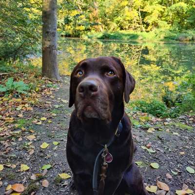 Hundetreffen-Hundefreunde gesucht-Bild