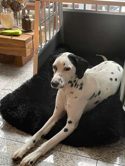 Kleiner Münsterländer!-Beitrag-Bild