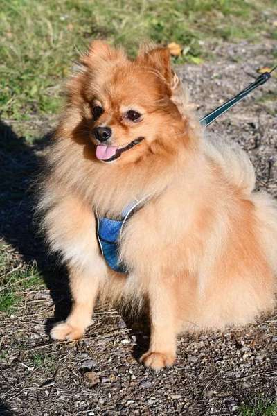 Spitz--Zwergspitz--kleinspitz---mittelspitz----Großspitz--Wolfsspitz-Beitrag-Bild