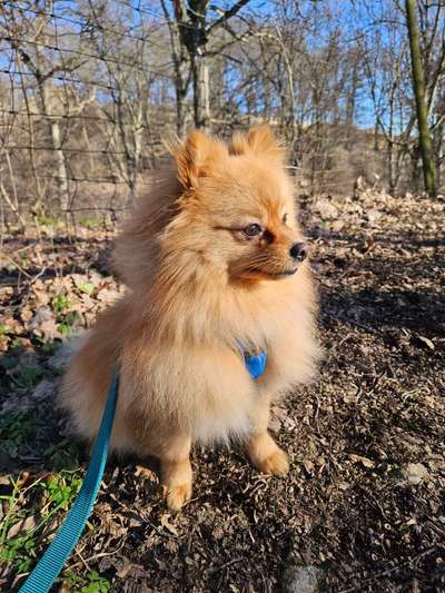 Auslandstierschutz-Beitrag-Bild