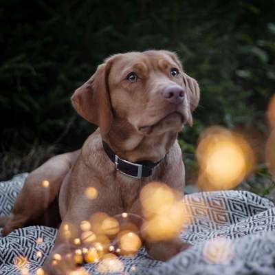 %{de_profession_title}-Foto-Gutschein-Bild