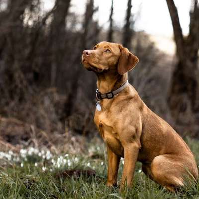 Giftköder-Hunde Fotoshooting-Bild