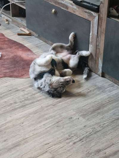 Collies gesucht-Beitrag-Bild