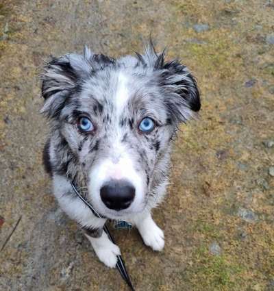 Collies gesucht-Beitrag-Bild