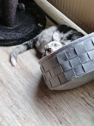 Collies gesucht-Beitrag-Bild