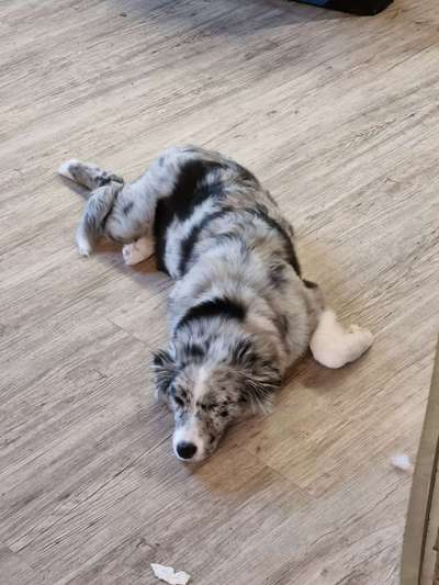 Collies gesucht-Beitrag-Bild