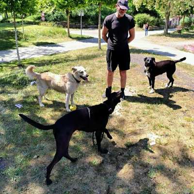 Hundetreffen-Obdachlos mit Hund-Bild