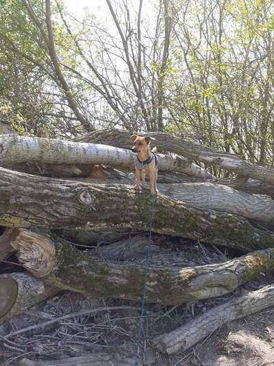 Dogorama Photo Challenge - Der Frühling kommt-Beitrag-Bild