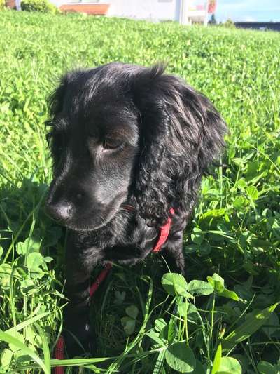 Cocker Spaniel-Beitrag-Bild