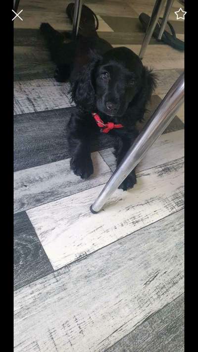 Welpen Bilder !-Beitrag-Bild