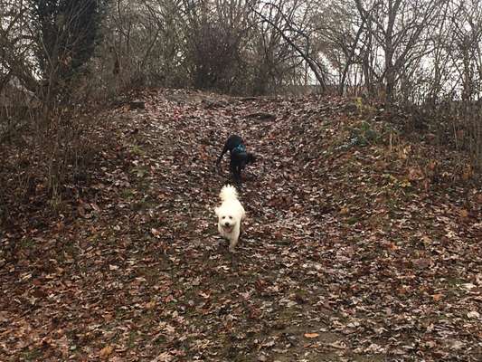 Hundetreffen-Gassirunde Illertal-Bild