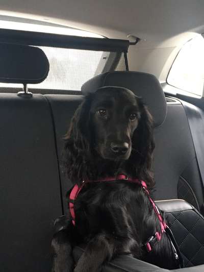 Cocker Spaniel-Beitrag-Bild