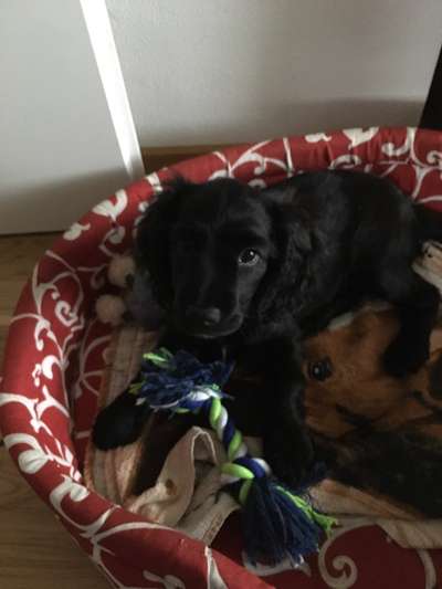 Welpen Bilder !-Beitrag-Bild