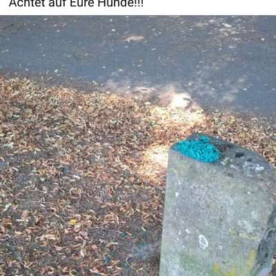 Giftköder-Rattengift-Bild