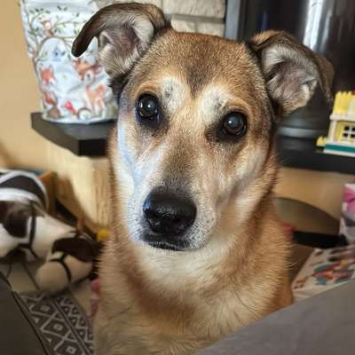 Hundetreffen-Gassi Treffen-Bild