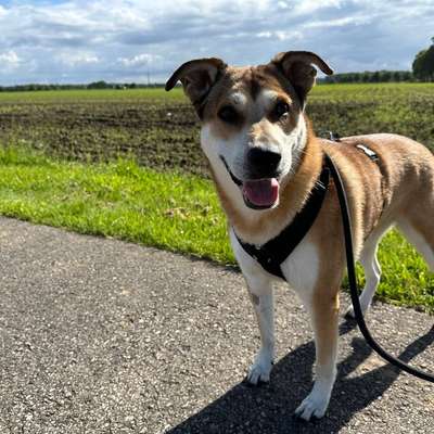 Hundetreffen-Sozial Training-Bild