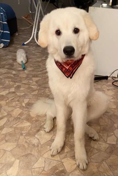 Maremmano-Beitrag-Bild