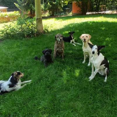 Hundepension Hundepension Forsthaus in Haunetal  – Dogorama