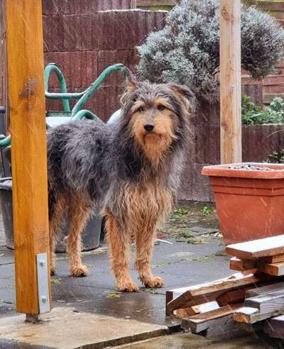 Altdeutsche Hütehund gibt es noch mehr gleichgesinnte?-Beitrag-Bild