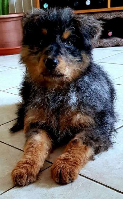 Altdeutsche Hütehund gibt es noch mehr gleichgesinnte?-Beitrag-Bild