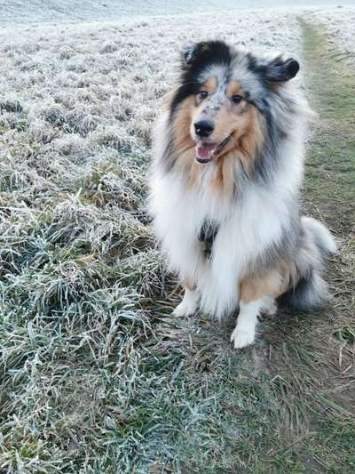 Langhaar Collies-Beitrag-Bild