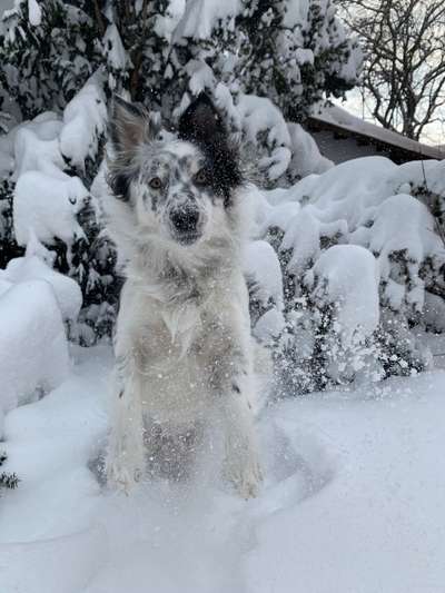 Die Dogorama Kalender Challenge Teil 2/4-Beitrag-Bild