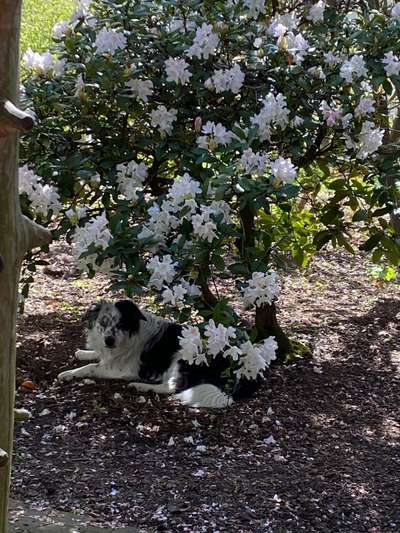 Die Dogorama Monats Challenge "Es grünt und blüht"-Beitrag-Bild