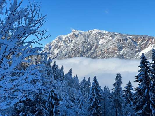 Hundetreffen-wandern raum villach-Bild