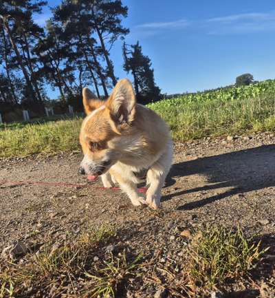 Hundetreffen-Spielen, toben und Gassi gehen-Bild