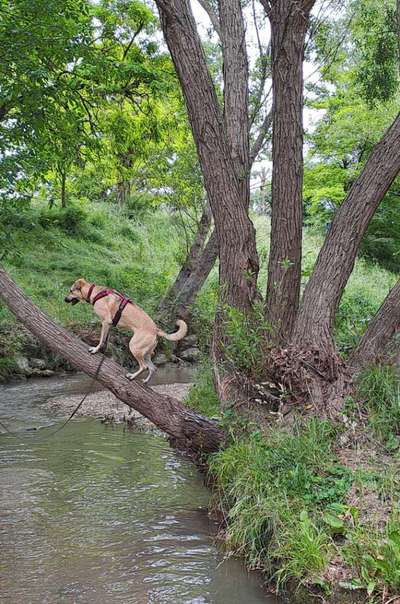 Handy Foto Challenge Nr. 49: Mein Freund der Baum-Beitrag-Bild