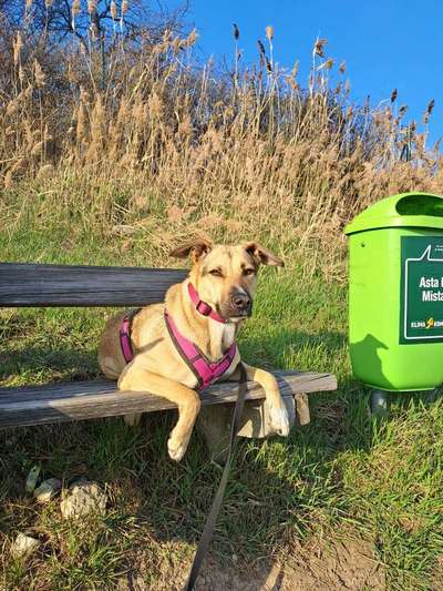 36. Handy Foto Challenge - Sonnenanbeter-Beitrag-Bild