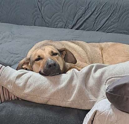38.Handy Foto Challenche.
Hier das neue Thema: "Zeigt eure Kuschelmonster"🤗-Beitrag-Bild