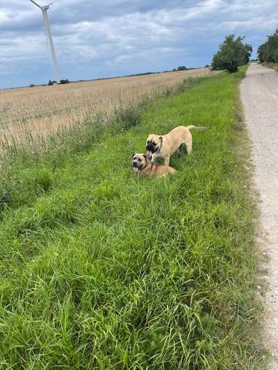 Die Dogorama Wochen Challenge "Friends will be Friends"-Beitrag-Bild