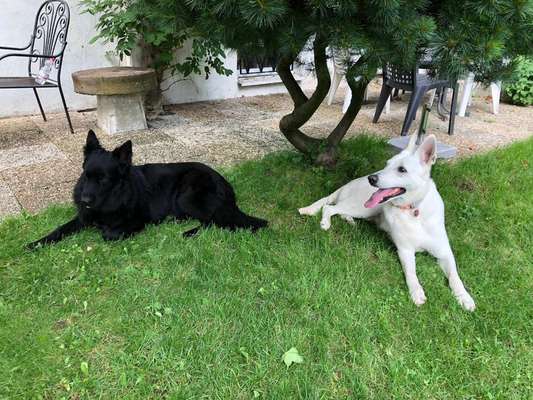 Hundetreffen-Hundebegegnungen üben/ Social Walk-Bild